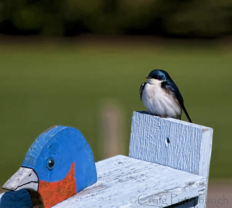 Blue Bird by Craig Puterbaugh